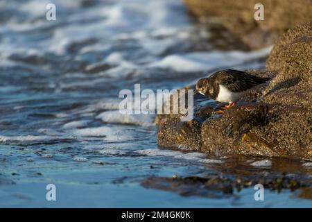 Ruddy pietra arenaria interpres, adulta nutrirsi di crostacei, Burghead, Moray, Scozia, Regno Unito Foto Stock