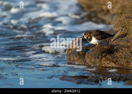 Ruddy pietra arenaria interpres, adulta nutrirsi di crostacei, Burghead, Moray, Scozia, Regno Unito Foto Stock