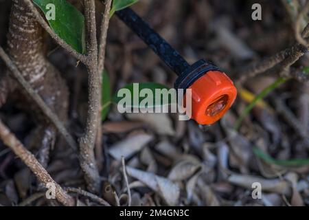 Pianta verde che cresce nel sistema di gocciolamento. Impianti sprinkler, irrigazione a goccia. Sistema di irrigazione a goccia che consente di risparmiare acqua in un campo agricolo biologico Foto Stock