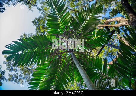 Betel Nut Trees - palme perfette contro un bel cielo blu, ha molti nomi come areca palma, areca noce palma, betel palma. Foto Stock