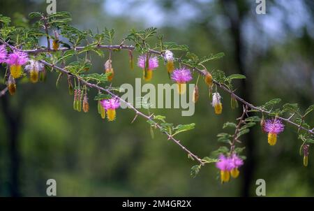 Fiore del falcebush (Dichrostachys cinerea) a Zimanga, Sud Africa nel mese di novembre. Foto Stock