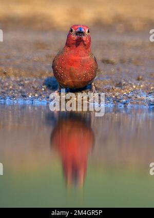 Maschio rosso-riempito firefinch (Lagonosticta senegala) da Zimanga, Sudafrica. Foto Stock