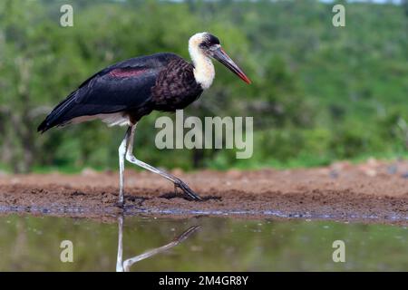 Cicogna a collo di lulo (Ciconia episcopus) da Zimanga, Sudafrica. Foto Stock