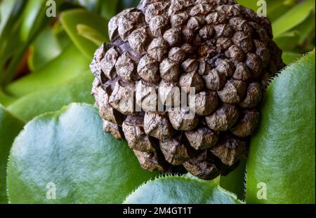 Fotografía macro de una pequeña piña sobre algunas hojas suculentas Foto Stock