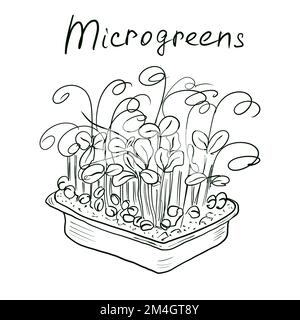 Germogli Microgreen in contenitori. Cibo biologico naturale, illustrazione disegnata a mano isolata su sfondo bianco Foto Stock