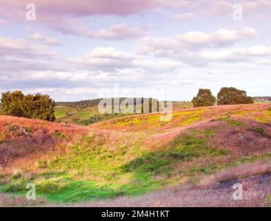 Erba selvatica a gambo rosso con fiori di rosa pallido in estate Brocton Field Cannock Chase Country Park AONB (area di eccezionale bellezza naturale) nel mese di luglio