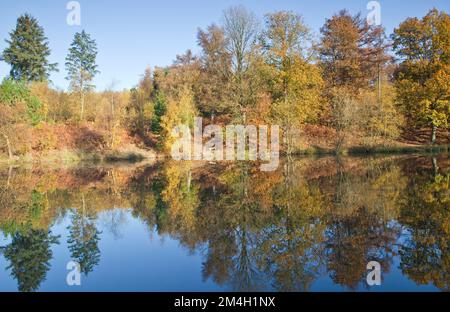 Horsepasture Pool alberi intorno ai margini in glorioso colore autunno su Cannock Chase AONB (area di straordinaria bellezza naturale) in Staffordshire Inghilterra Foto Stock