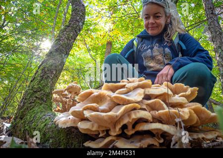 Forager di funghi cercando di identificare funghi selvatici nella foresta con il libro di identificazione - raccolta di funghi e foraggio di funghi Foto Stock