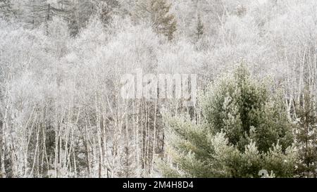 Gelate invernali - Pines, Birches, Greater Sudbury, Ontario, Canada Foto Stock