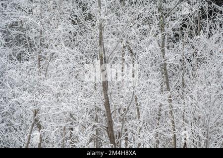 Gelate invernali- boschetto di betulla bianca, Greater Sudbury, Ontario, Canada Foto Stock