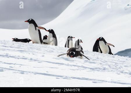 Gruppo di pinguini Gentoo (genere Pygoscelis) sulla penisola antartica. Pendio di montagna innevata sullo sfondo. Uno sdraiato sullo stomaco, di fronte alla macchina fotografica Foto Stock