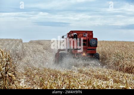 Case International 1680, raccolta di mais giallo maturo 'Zea mays', testata grano, Norton County, Kansas. Foto Stock