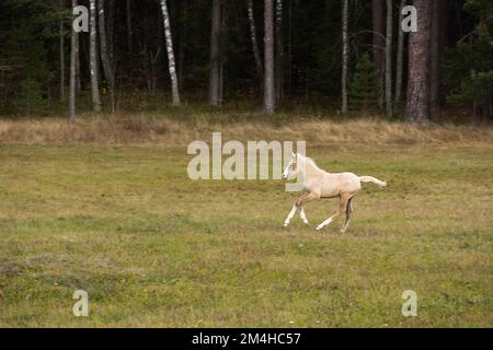 Corsa palomino foal nel campo. Foto di alta qualità Foto Stock