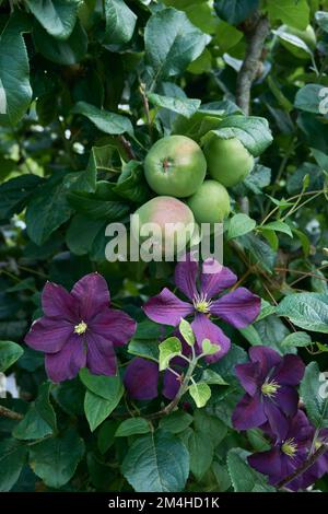 Fiori viola di Clematis viticella Etoile Violette che crescono attraverso un melo di Bramley. Foto Stock