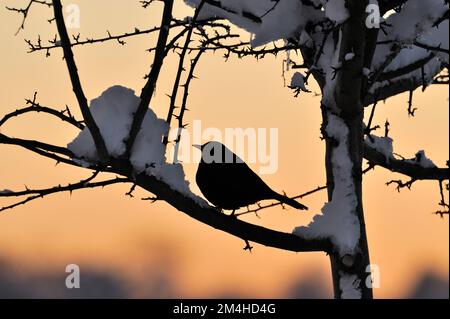 Blackbird (Turdus merula) silhouette di maschio arroccato su biancospino coperto di neve (Crataegus monogyna) in hedgerow al tramonto, Berwickshire, Scozia Foto Stock