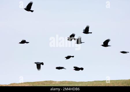 Chough (Pyrhocorax pyrhocorax) Flock, Loch Gruinart RSPB Reserve, Islay, Ebridi, Scozia, aprile 2007 Foto Stock