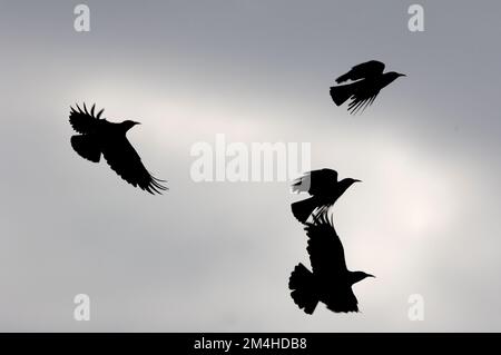 Chough (Pyrhocorax pyrhocorax) Flock, Loch Gruinart RSPB Reserve, Islay, Ebridi, Scozia, aprile 2007 Foto Stock