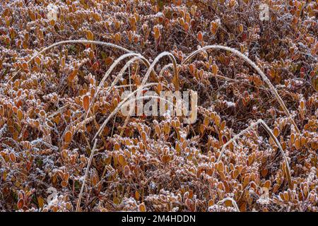 Vegetazione paludosa all'inizio dell'inverno, Greater Sudbury, Ontario, Canada Foto Stock