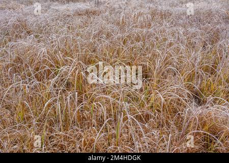 Vegetazione paludosa all'inizio dell'inverno, Greater Sudbury, Ontario, Canada Foto Stock