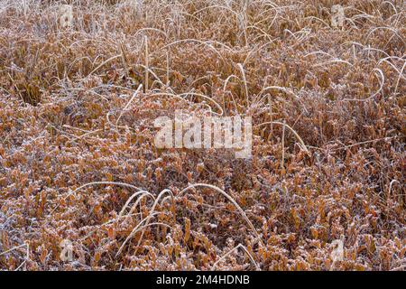 Vegetazione paludosa all'inizio dell'inverno, Greater Sudbury, Ontario, Canada Foto Stock