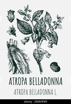 Disegni vettoriali di BELLADONNA. Illustrazione disegnata a mano. Nome latino ATROPA BELLADONNA L Foto Stock