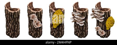 un set di funghi. acquerello funghi realistici su un albero. Foto Stock
