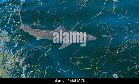 Uno squalo infermiera (cirratum di Ginglymostoma) catturato su una linea di pesca al largo delle Florida Keys, USA. Foto Stock