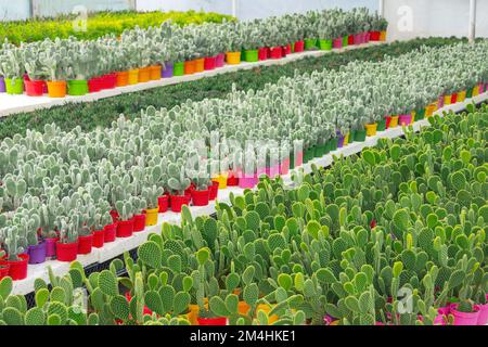 Microdasys di Opuntia coltivati in grandi quantità su scala industriale in serre in vendita Foto Stock