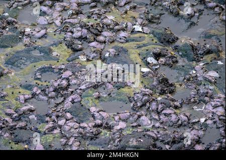 Periwinkle comune e ostriche del Pacifico su una struttura fatta dall'uomo nel mare di wadden Foto Stock