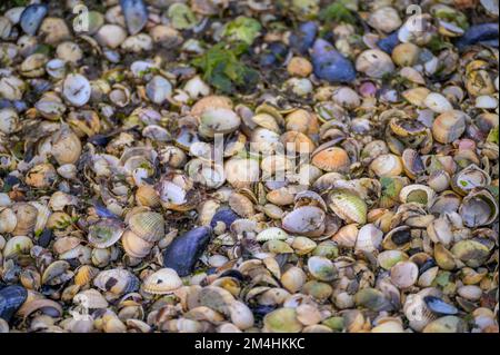 Poco profonda messa a fuoco di varietà di conchiglie di mare di wadden si è bagnata sulla riva Foto Stock