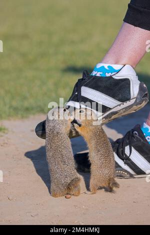 Due curiosi scoiattoli di terra europei / cugini europei (Spermophilus citellus) nibbling sulla scarpa del turista nel parco, Burgenland, Austria Foto Stock