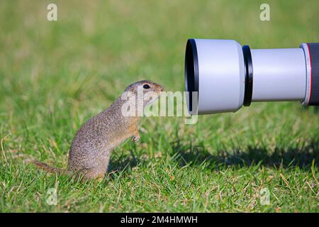 Curioso scoiattolo terreno europeo / Souslik europeo (Spermophilus citellus / Citellus citellus) guardando in obiettivo fotocamera del fotografo della natura Foto Stock