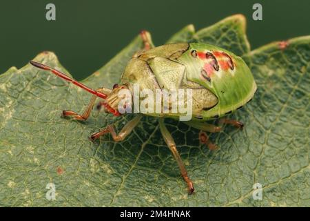 Istar finale Birch Shieldbug ninfa (Elastothus interstinctus) che striscia su foglia di betulla. Tipperary, Irlanda Foto Stock