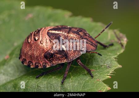 Instar finale tartaruga Shieldbug ninfa (Eurygaster testudinaria) a riposo sulla foglia. Tipperary, Irlanda Foto Stock