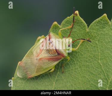 Birch Shieldbug (Elasmosthus interstinctus) adulto appena molato su foglia di betulla. Tipperary, Irlanda Foto Stock