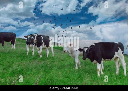 In un campo erboso a Nidderdale, nel North Yorkshire, si trovano una mandria di vacche frisone Holstein bianche e nere. Foto Stock