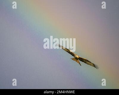 Aberystwyth, Ceredigion, Galles, Regno Unito. 21st Dec, 2022. Nel giorno più breve un pesante acquazzone in una giornata di sole ha fatto un vibrante arcobaleno. I kites rossi che sono numerosi nel Galles centrale stanno volando attraverso l'arcobaleno. Credit: Phil Jones/Alamy Live News Foto Stock