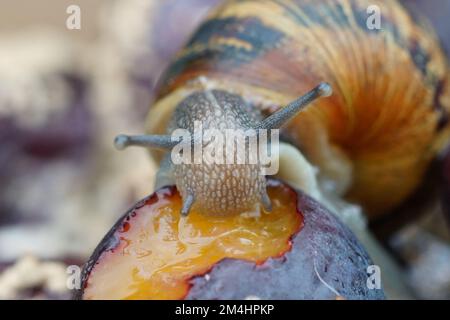 Primo piano naturale su una lumaca comune giardino europeo, Cornu aspersum mangiare frutta marcio Foto Stock