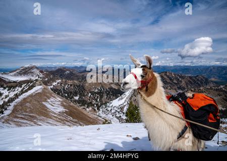 Llama con guinzaglio guarda le montagne mentre si trova su una sporgenza rocciosa nella natura selvaggia del Wyoming Foto Stock
