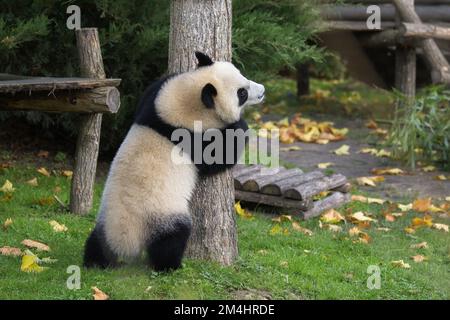 Un bambino panda gigante arrampicata in un albero, animale divertente Foto Stock
