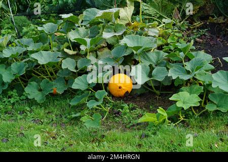 Primo piano all'aperto su una zucca d'arancia coltivata in un orto Foto Stock