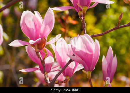 fioritura dell'albero della magnolia meridionale. primavera natura modello di fiori rosa Foto Stock