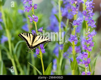 Una bella farfalla Swallowtail impollinante in un giardino pieno di fiori di Rocky Mountain Penstemon. Foto Stock