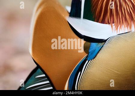 Primo piano di un'anatra mandarina (Aix galericulata) maschio, Baviera, Germania Foto Stock