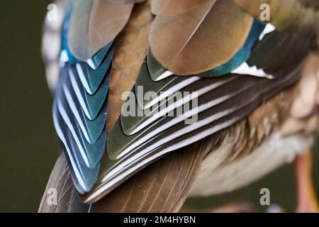 Primo piano di un'anatra mandarina (Aix galericulata) femmina, Baviera, Germania Foto Stock