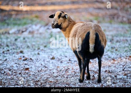 Pecora Camerun femmina (Ovis aries) su un prato gelido, Baviera, Germania Foto Stock