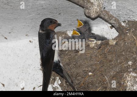 Fienile (Hirundo rustica) al nido con giovani uccelli in un capannone, bassa Austria, Austria Foto Stock