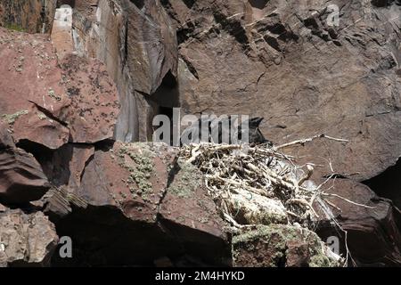 Corvo comune (Corvus corax) giovani uccelli quasi fuggiti in un rifugio roccioso, Lapponia, Norvegia settentrionale, Scandinavia Foto Stock