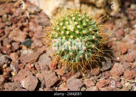 Prickly ma dolce Foto Stock