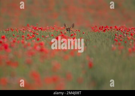 Capriolo (Capreolus capreolus) femmina adulta di cervo in un campo di grano con papaveri fioriti, Suffolk, Inghilterra, Regno Unito Foto Stock